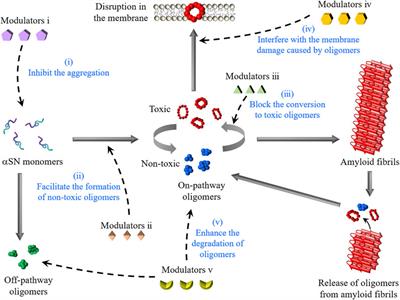 Polymorphism in alpha-synuclein oligomers and its implications in toxicity under disease conditions